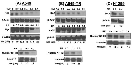 图6：MH 抑制 RAS/cMyc 和核内 NF-κB