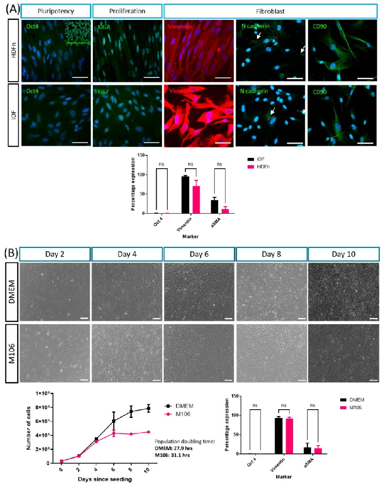 图 1：iPSC 衍生成纤维细胞(iDFs)的表型与原代细胞相似