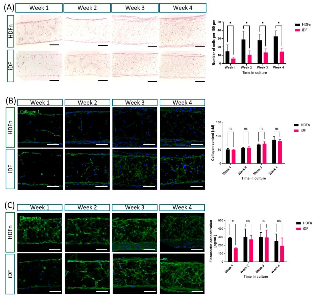图 3：iDFs 的细胞增殖与 extracellular 基质沉积
