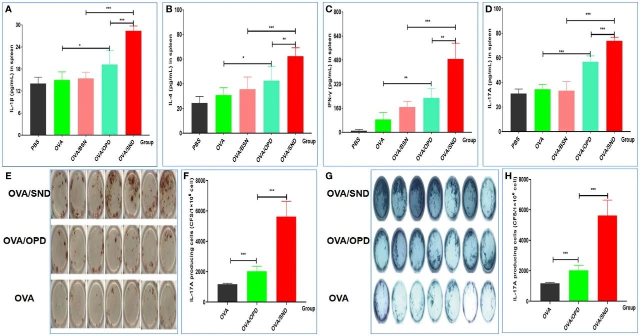 图4:SND 增强 OVA 诱导的细胞免疫应答