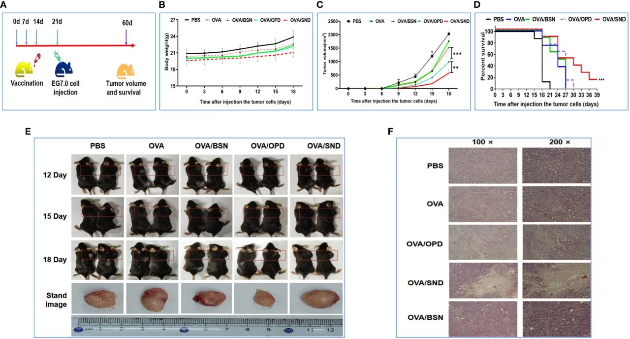 图6:SND 的肿瘤预防作用