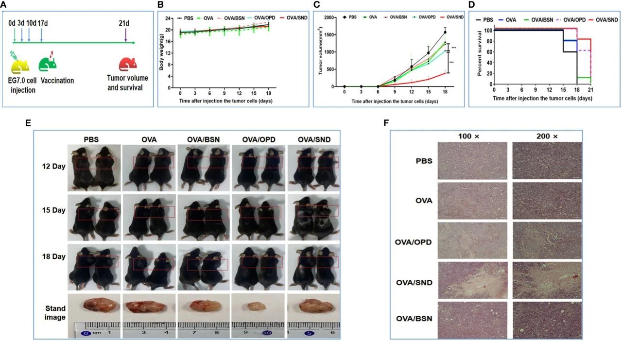 图7:SND 的肿瘤治疗作用