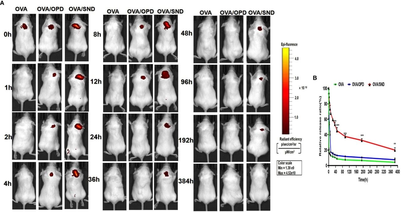 图8:SND 延长抗原体内滞留时间