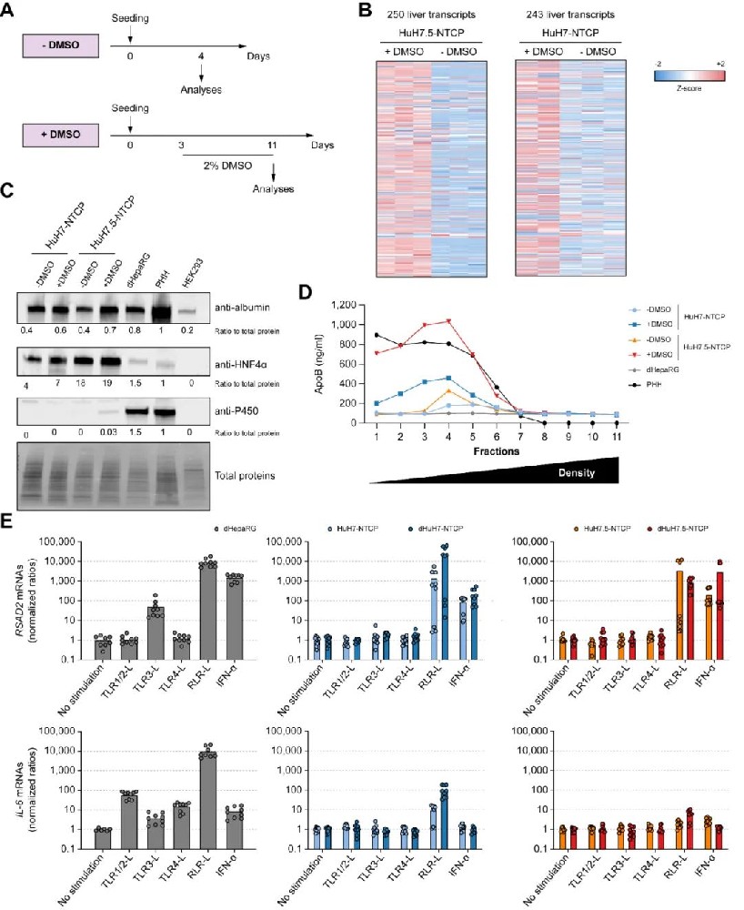 图1:DMSO 处理诱导 HuH7.5-NTCP 细胞分化为肝细胞样细胞