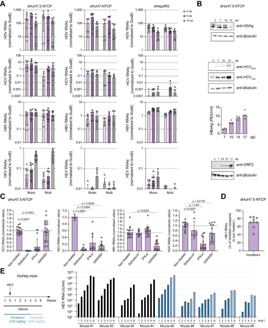 图2:dHuH7.5-NTCP 支持四种肝炎病毒的单一及共感染,并对广谱抗病毒药物敏感