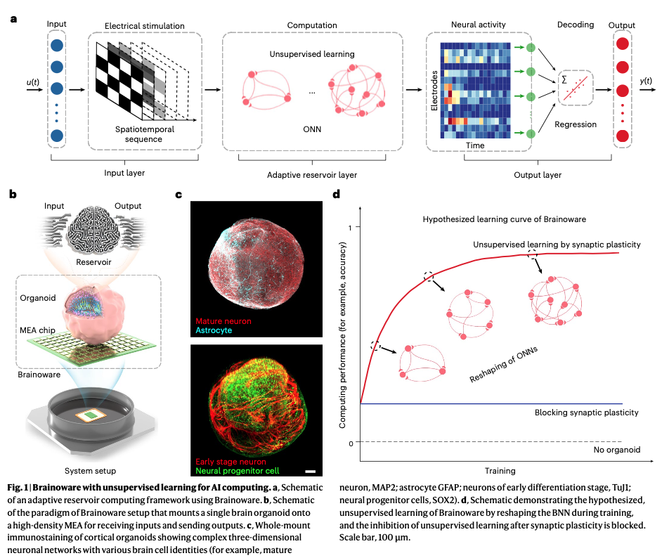 图1 Brainoware 用于人工智能计算的无需监督学习