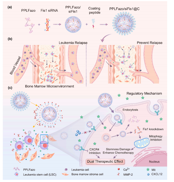 图1：PPLFazo/siFis1@C在骨髓微环境中调控LSCs以联合化疗预防AML复发的制备原理、靶向机制及治疗效果示意图