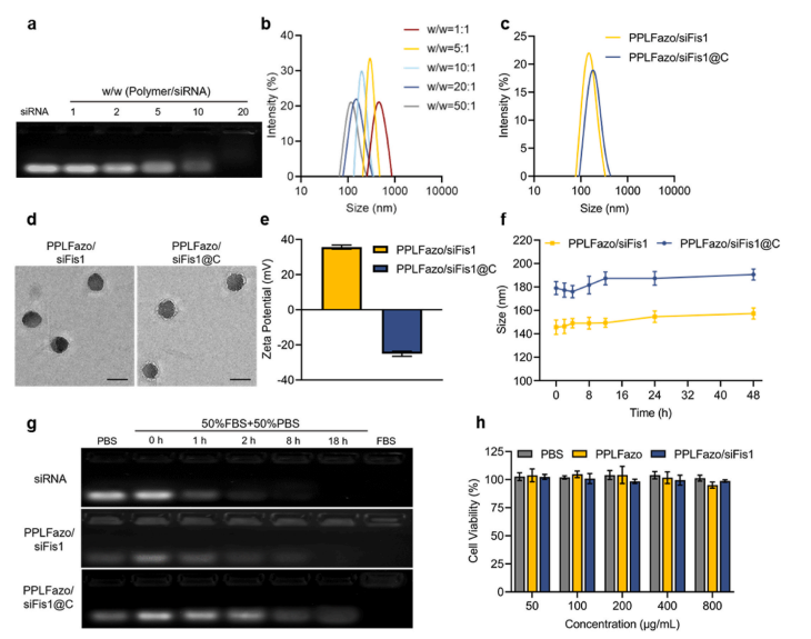 图2：PPLFazo/siFis1@C纳米颗粒的制备与表征