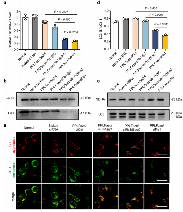 图5：不同纳米颗粒在C1498细胞中对Fis1基因敲低能力的评估及线粒体自噬抑制效果