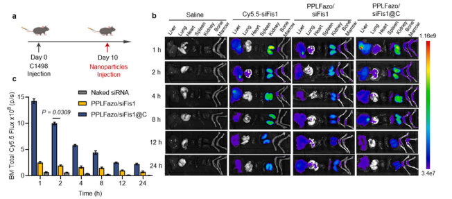 图6：PPLFazo/siFis1@C在急性髓系白血病(AML)小鼠中的生物分布及骨髓靶向效果