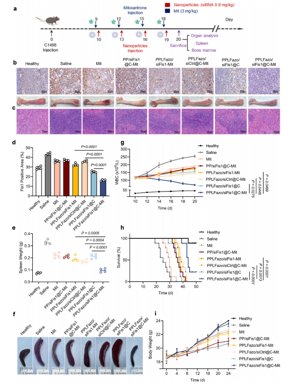 图7：PPLFazo/siFis1@C在AML小鼠模型中的治疗方案及初始疗效。
