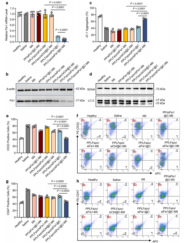 图8：PPLFazo/siFis1@C在AML小鼠中的基因敲低及LSCs清除效率。