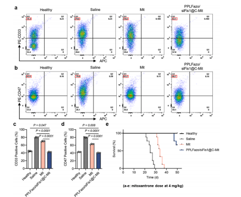 图10：马托蒽醌剂量优化联合治疗的药效学评估。在AML小鼠模型中，将马托蒽醌剂量增至4 mg/kg，并分别进行单独给药或联合PPLFazo/siFis1@C治疗。