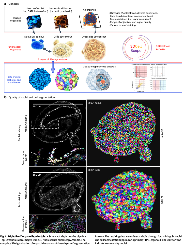 图1 数字化类器官原理