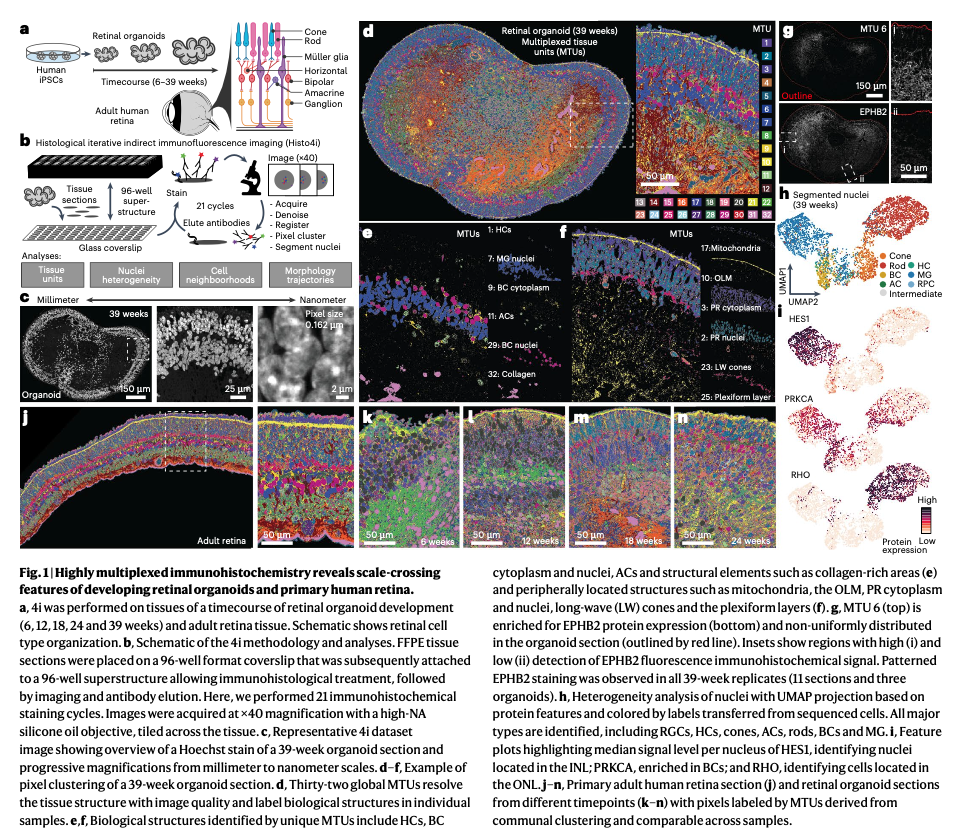 图1 高通量免疫组织化学揭示了发育中视网膜类器官和原代人类视网膜的跨尺度特征