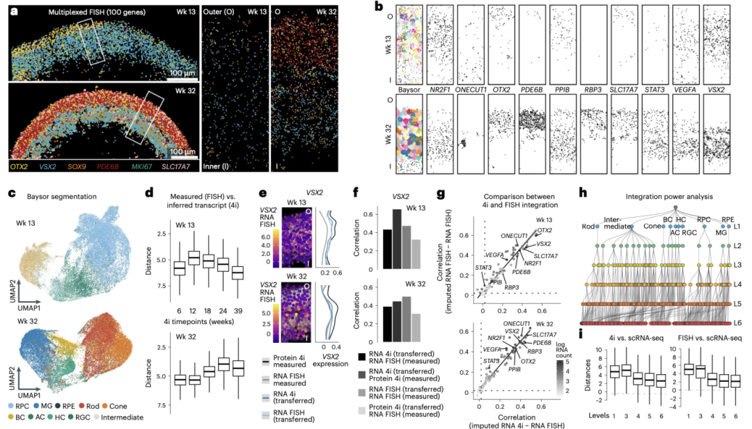 图2 视网膜类器官中的复用空间转录检测使多模态整合评估成为可能