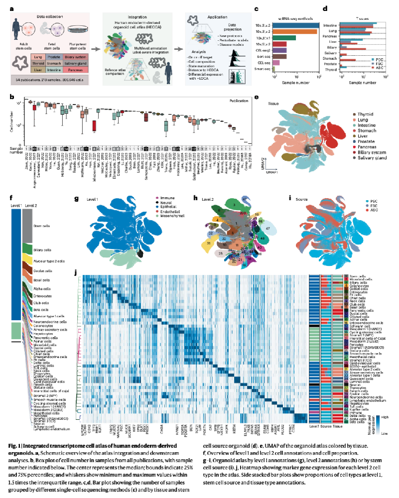 图1 人内胚层来源器官的整合转录组细胞图谱