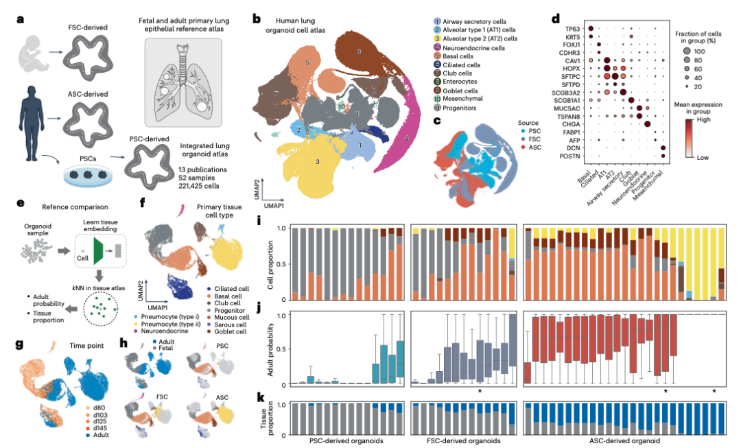 图2 来自不同干细胞来源的人类肺类器官生成发育中和成年细胞状态