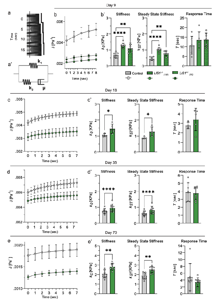 图1 LIS1突变使脑类器官在多个发育阶段表现出刚度增加