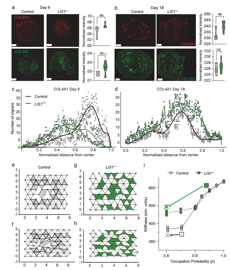 图3 胶原蛋白组织及其微观结构力学模型