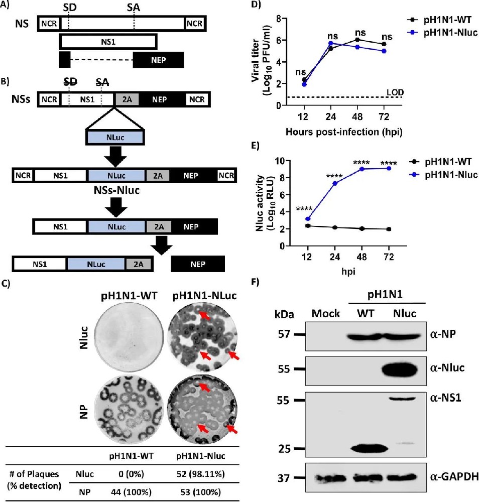 图1：pH1N1-Nluc 的构建与体外表征