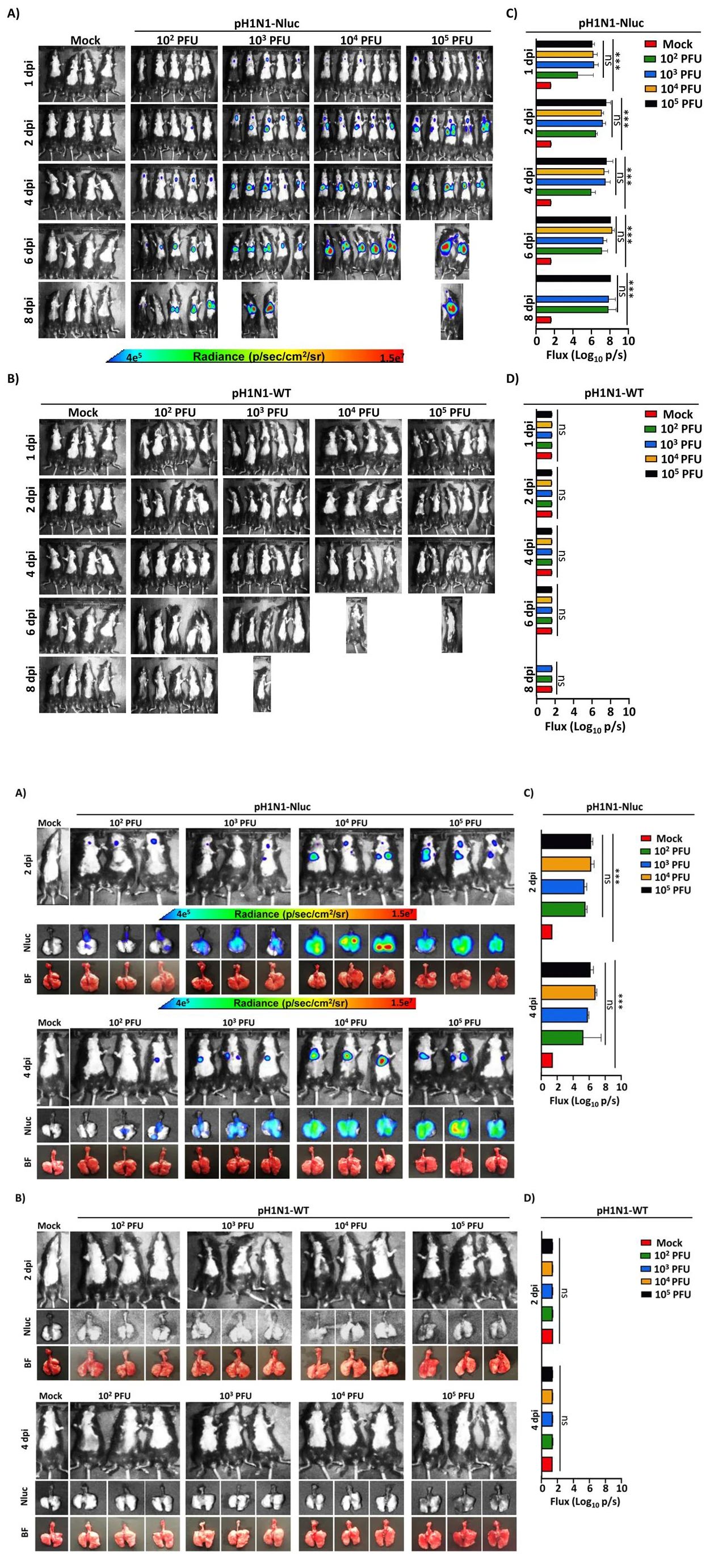 图4-5：小鼠体内 Nluc 信号追踪