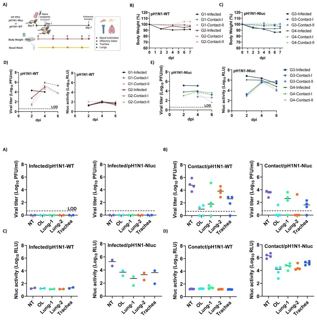 图7-8：雪貂模型中的复制与传播