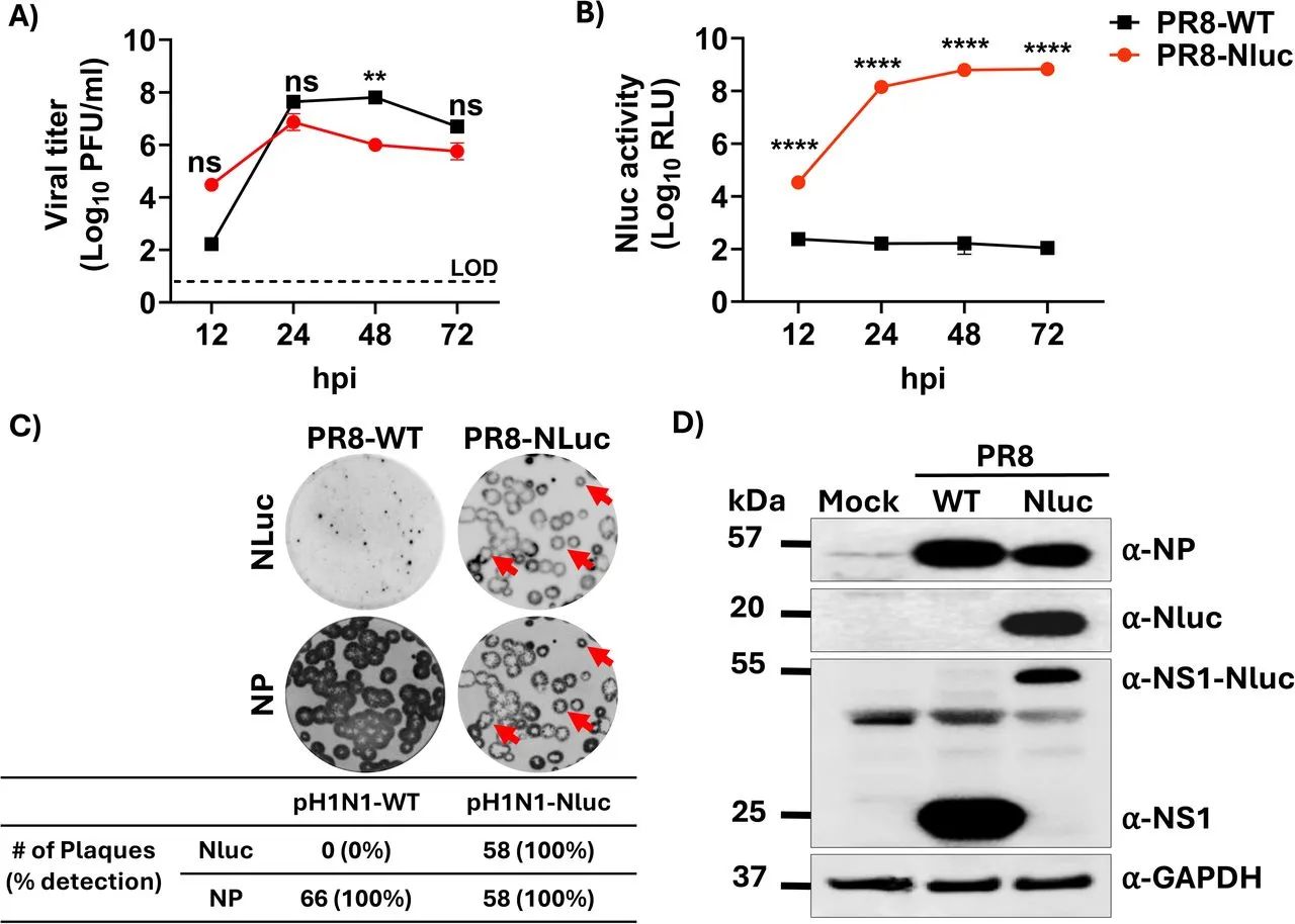 图10：PR8-Nluc 的构建与表征