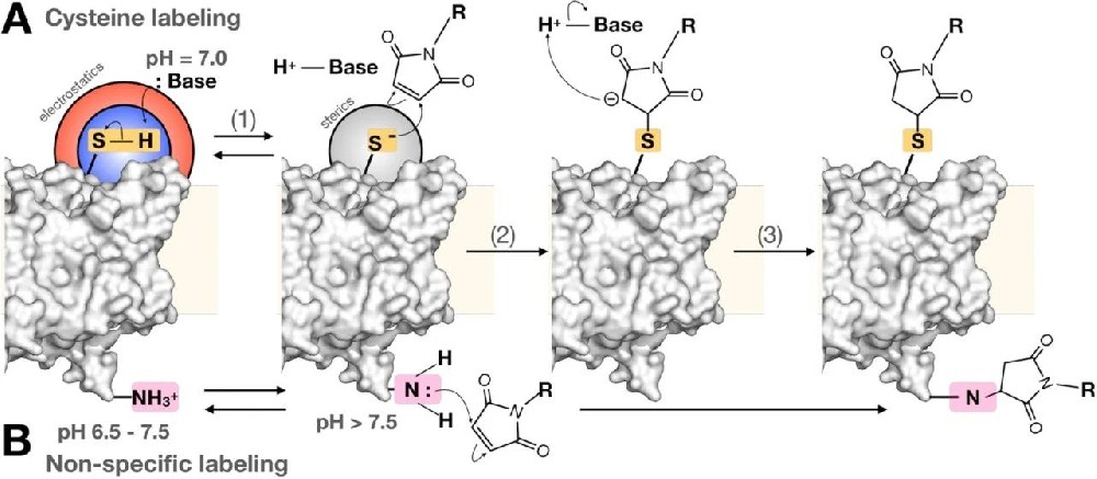 图1:马来酰亚胺 - 巯基反应机制
