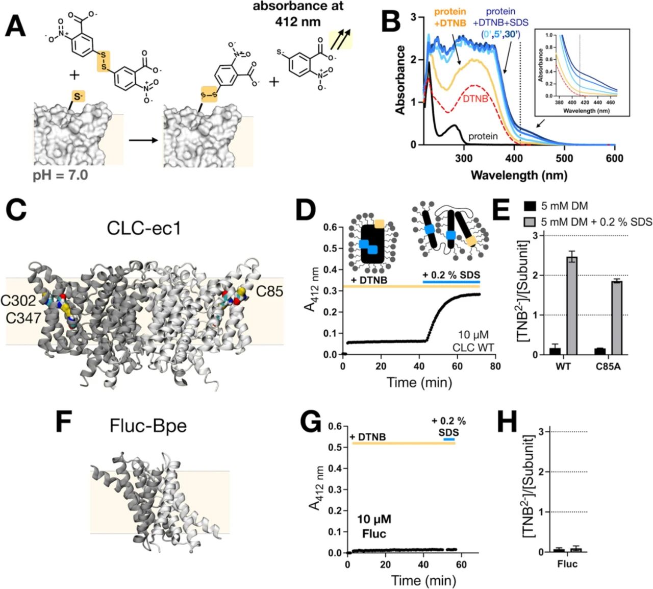图2:天然半胱氨酸反应性筛选