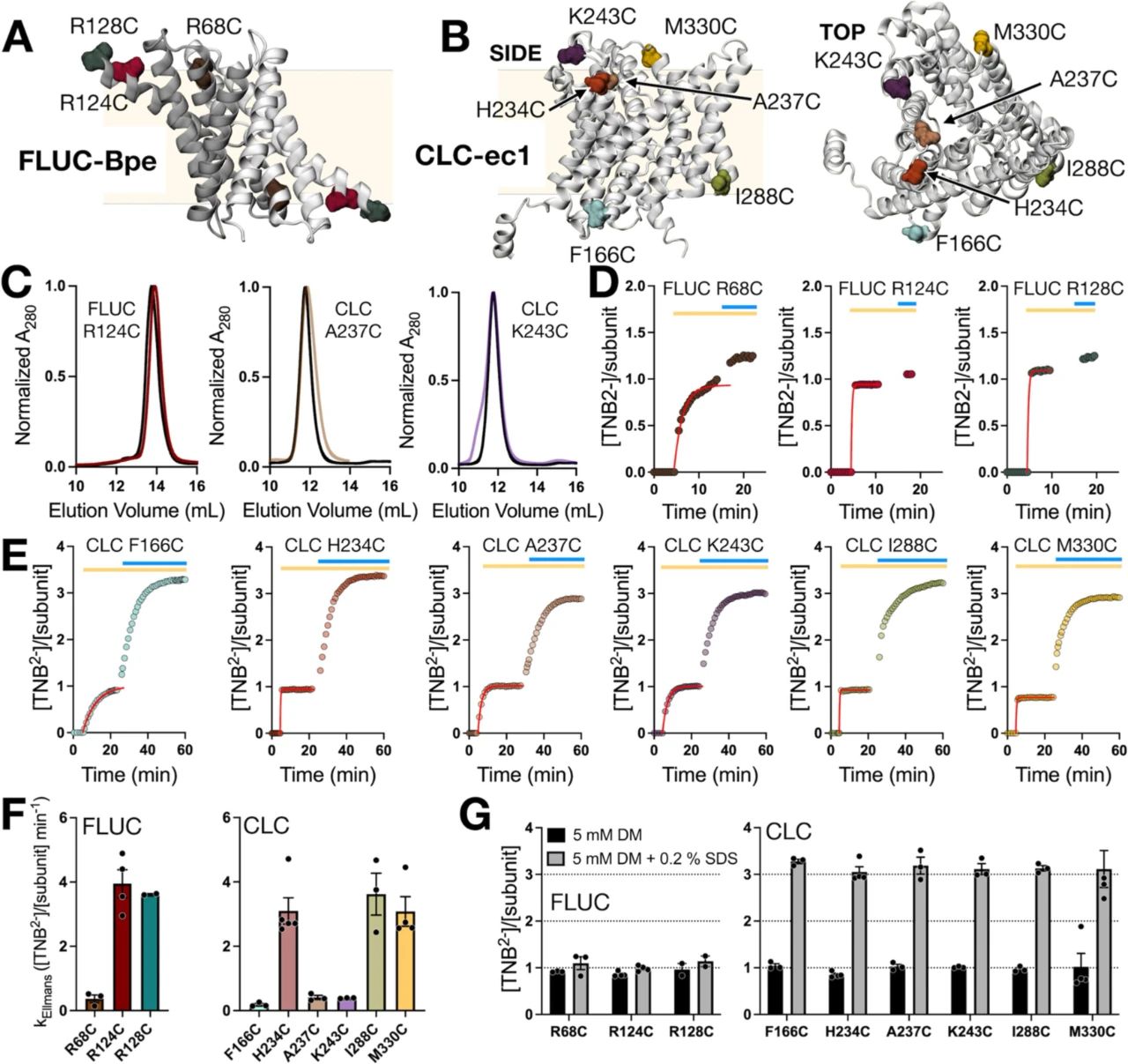 图4:插入半胱氨酸的反应性评估