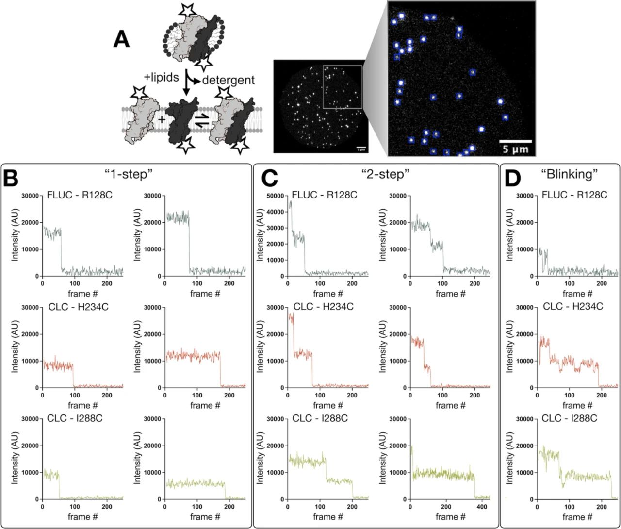 图7:单分子光漂白轨迹分析