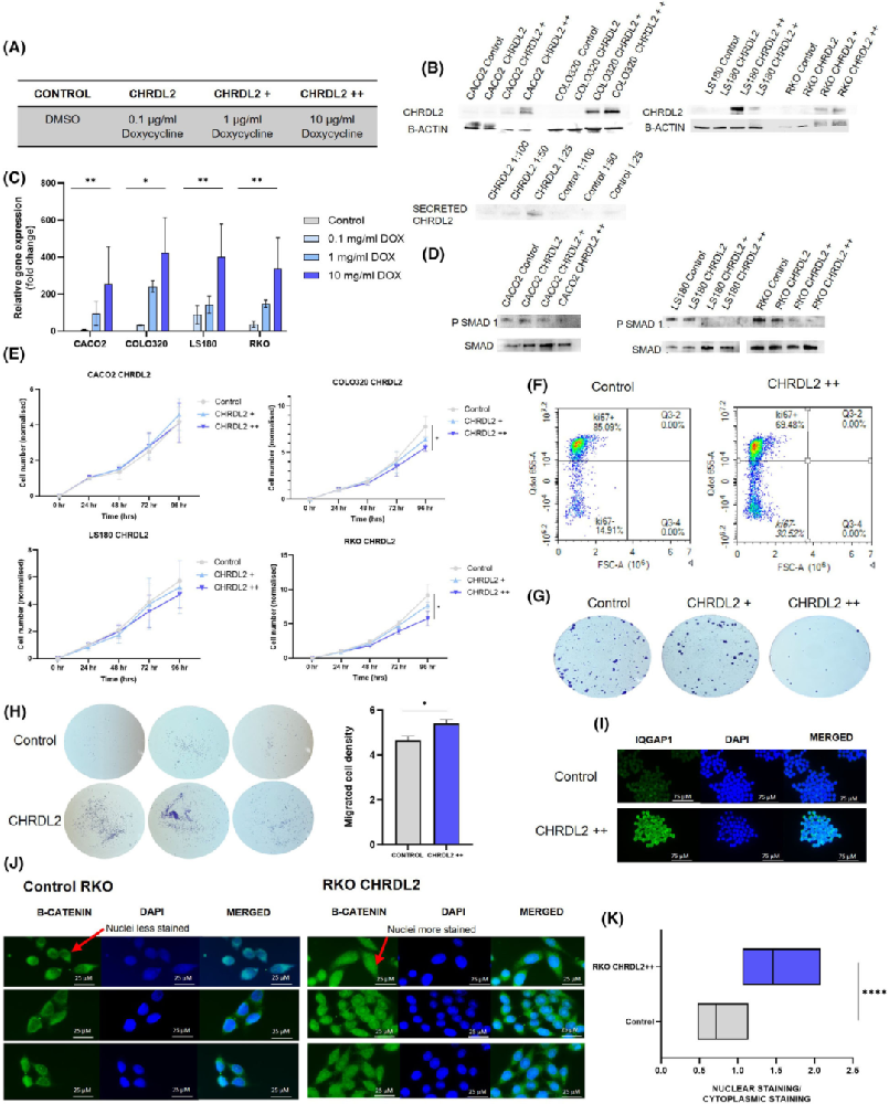 图1展示了CHRDL2在结直肠癌细胞系中的诱导性过表达对细胞增殖、迁移和WNT信号通路的影响。