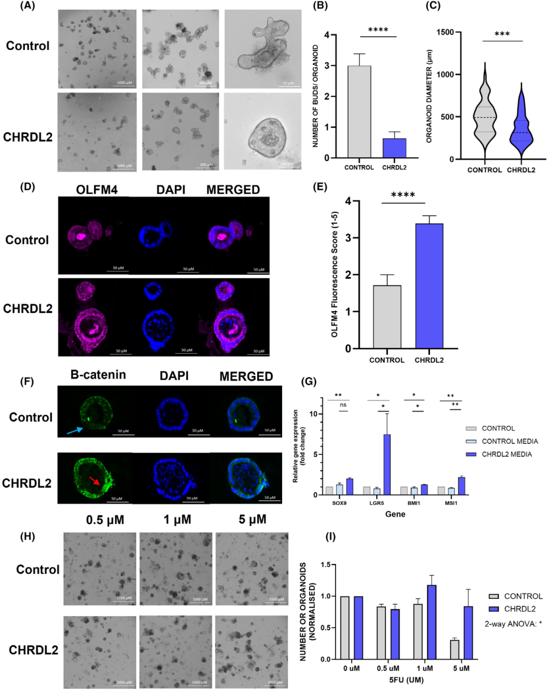 图4展示了分泌型CHRDL2对小鼠小肠类器官的影响。