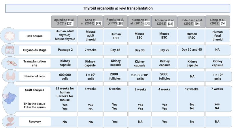 图1汇总了甲状腺组织移植的研究，重点关注了移植的阶段、移植部位、细胞数量、移植后分析、甲状腺激素(TH)定量以及对甲状腺功能减退症的挽救情况。