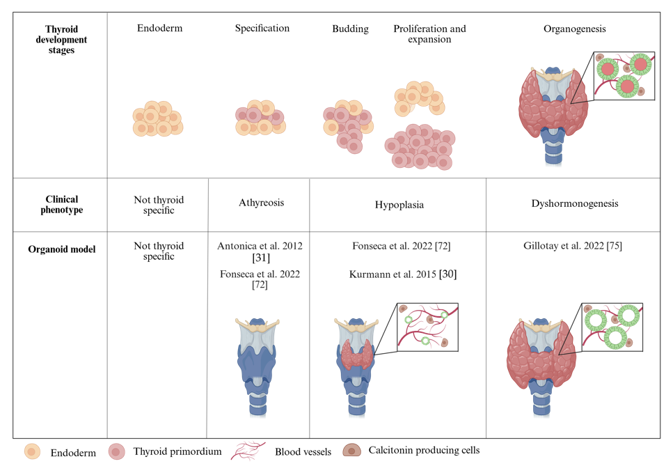 图2展示了甲状腺类器官在模拟先天性甲状腺功能减退症(CH)中的应用，以及在不同发育阶段观察到的表型。
