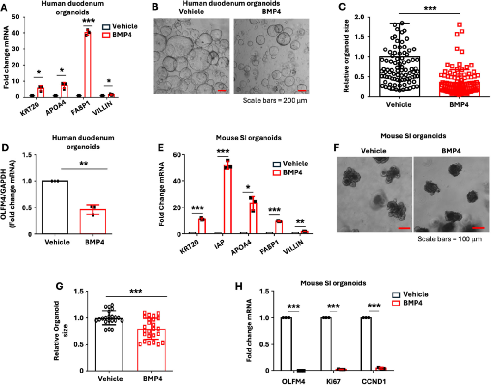 图1表明，BMP4处理后，人类十二指肠类器官中肠细胞标志物KRT20、APOA4、FABP1和VILLIN表达上升，类器官变小，ISC标志物OLFM4 mRNA水平下降，说明BMP4促进肠细胞分化，抑制ISC自我更新