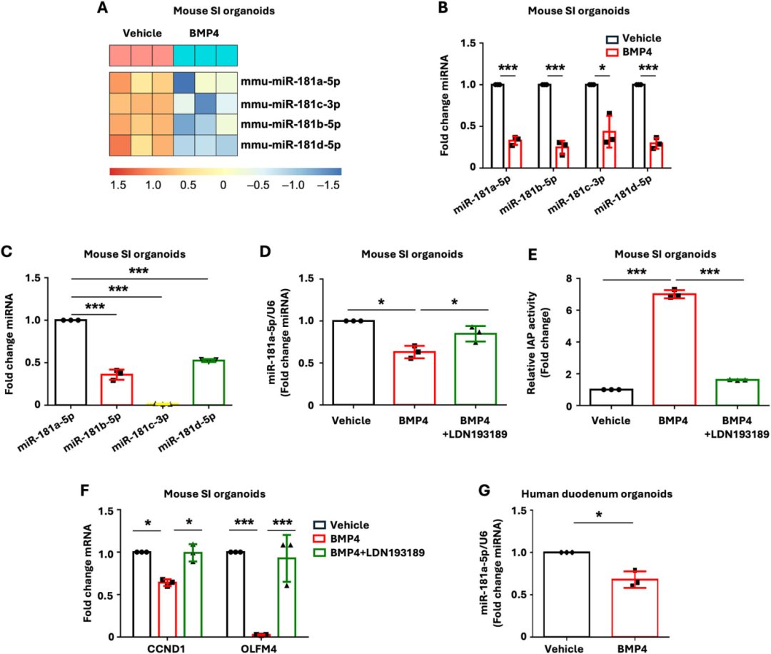图2揭示，BMP4处理使小鼠空肠类器官中miR-181家族四个成员表达下调，其中miR-181a-5p表达量最高
