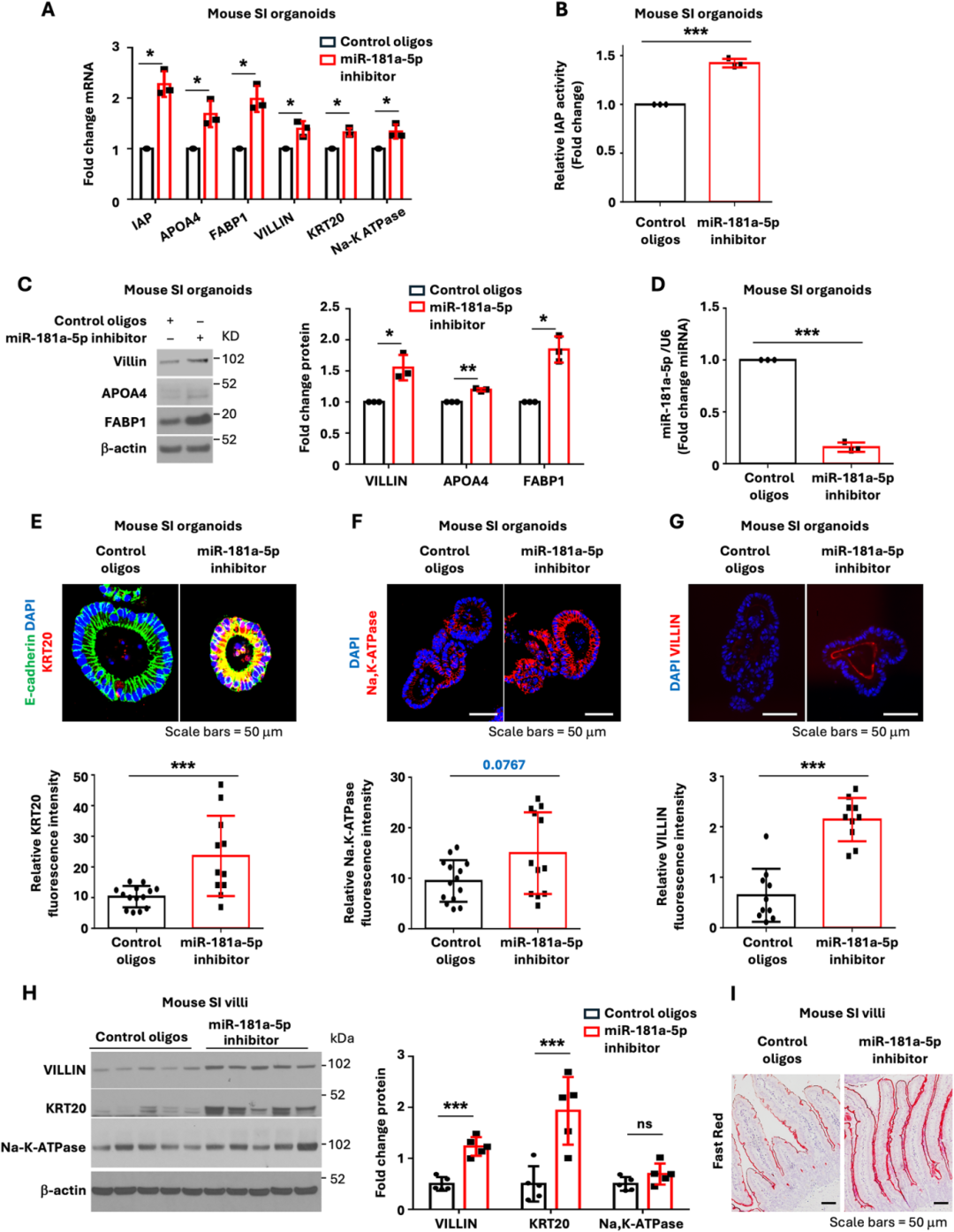 图3显示，小鼠空肠类器官中miR-181a-5p过表达抑制肠细胞标志物IAP和FABP1表达