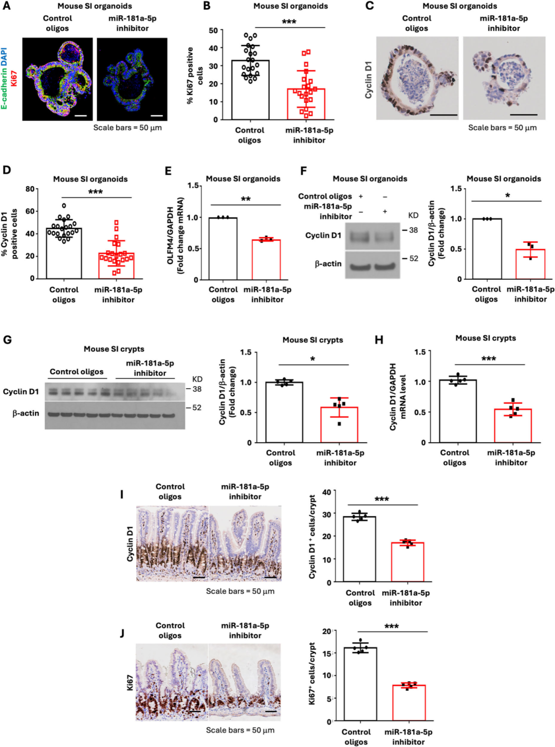 图4呈现，小鼠空肠类器官经LNA miR-181a-5p抑制剂处理，Ki67和cyclin D1阳性细胞数量减少，OLFM4 mRNA和cyclin D1蛋白表达降低，说明miR-181a-5p抑制剂抑制IEC增殖活性，减少干细胞自我更新