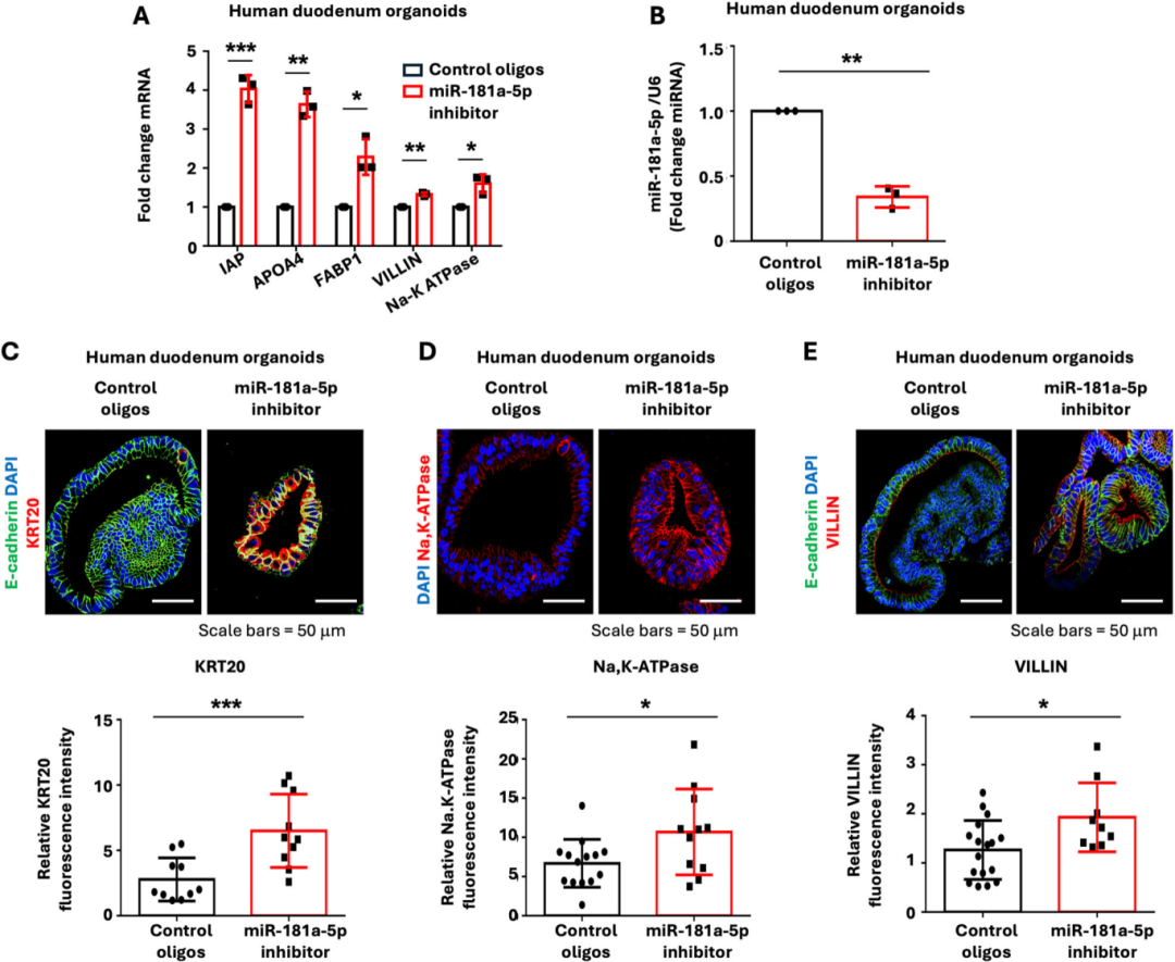 图5指出，人类十二指肠类器官经LNA miR-181a-5p抑制剂处理，肠细胞标志物IAP、APOA4、FABP1、VILLIN和Na,K-ATPase表达上升，内源性miR-181a-5p表达下降