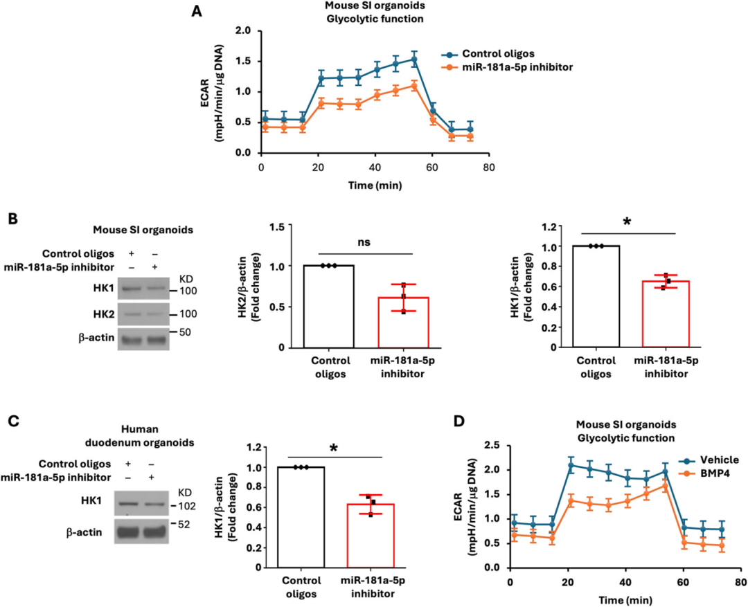 图7表明，miR-181a-5p抑制剂处理的小鼠空肠类器官ECAR显著降低，糖酵解能力下降，对OCR影响小