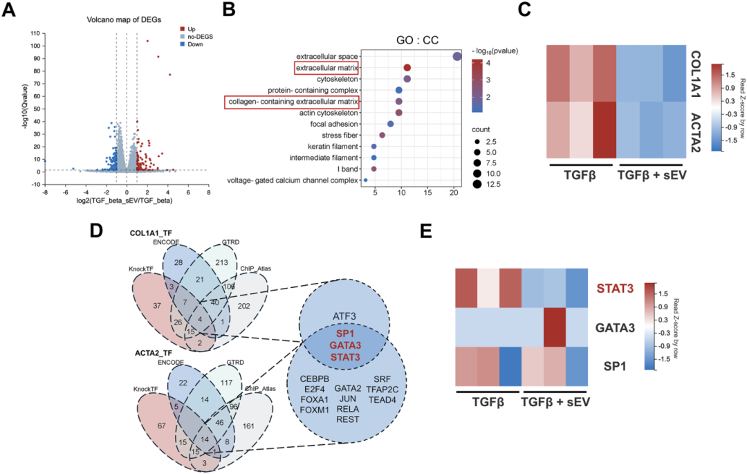 图5通过RNA测序和转录因子(TF)预测分析,探讨了sEV对唾液腺纤维化的影响及其潜在机制。