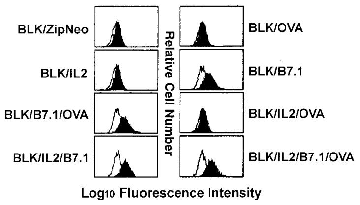 图1：基因工程成纤维细胞的 B7.1 表达验证