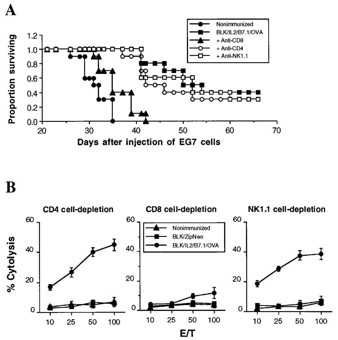 图5：体内抗肿瘤保护依赖 CD8⁺T 细胞