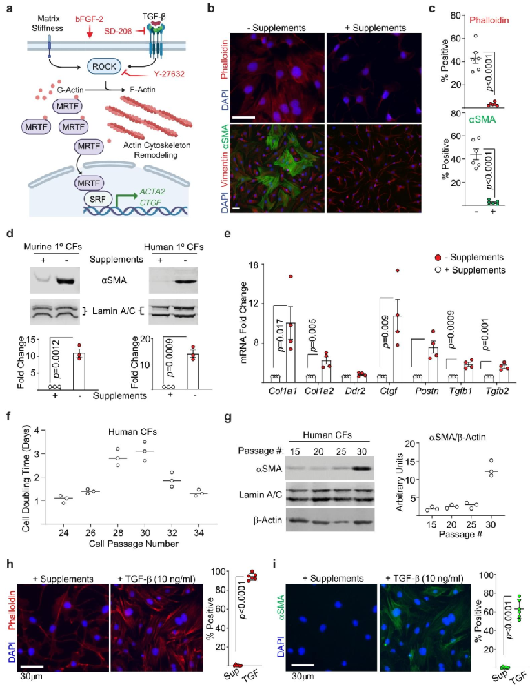 图 1 长期体外培养中利用特定因子抑制刚度诱导的心脏成纤维细胞激活