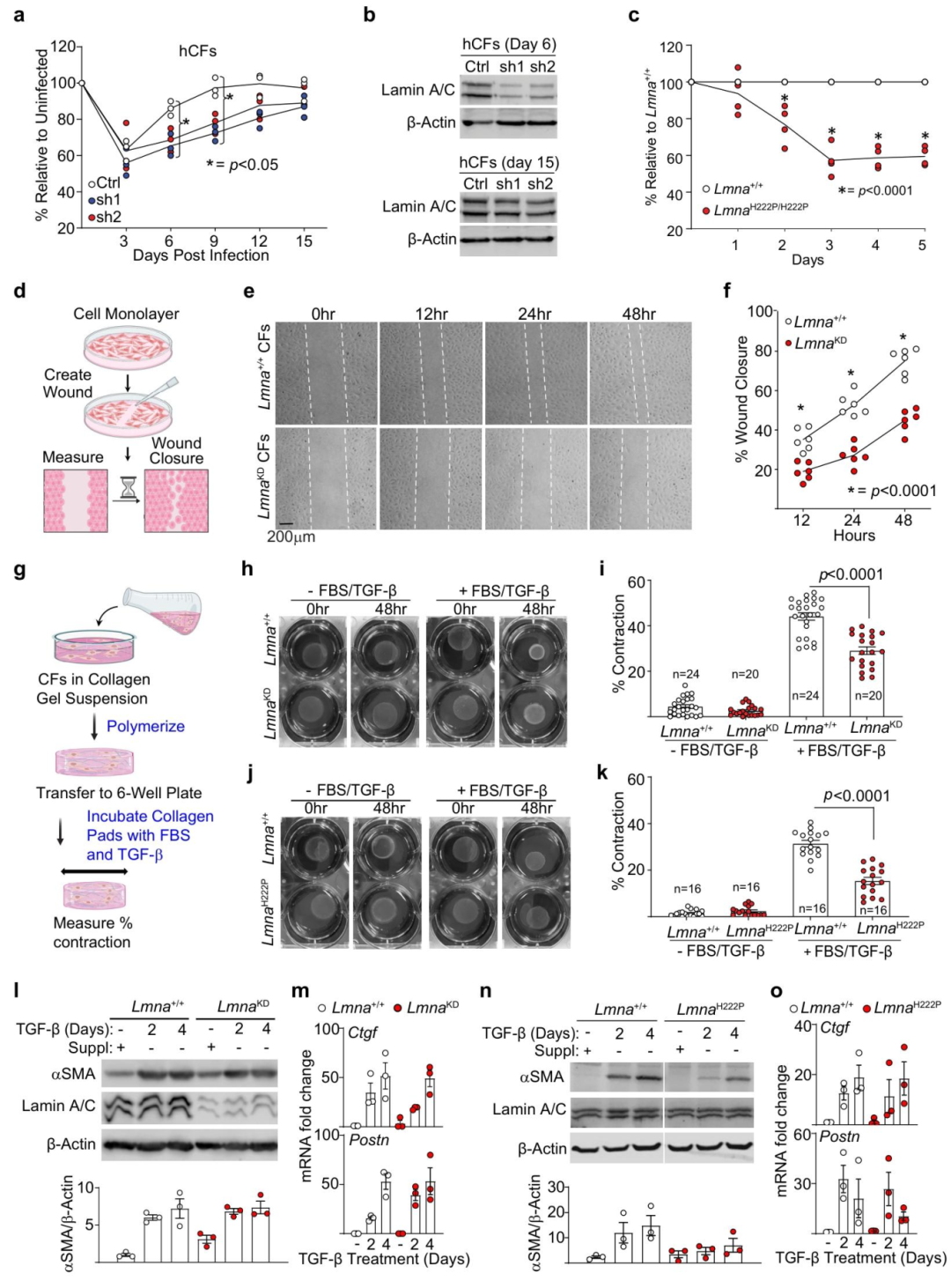 图 2 核纤层蛋白 A/C 突变损害心脏成纤维细胞功能