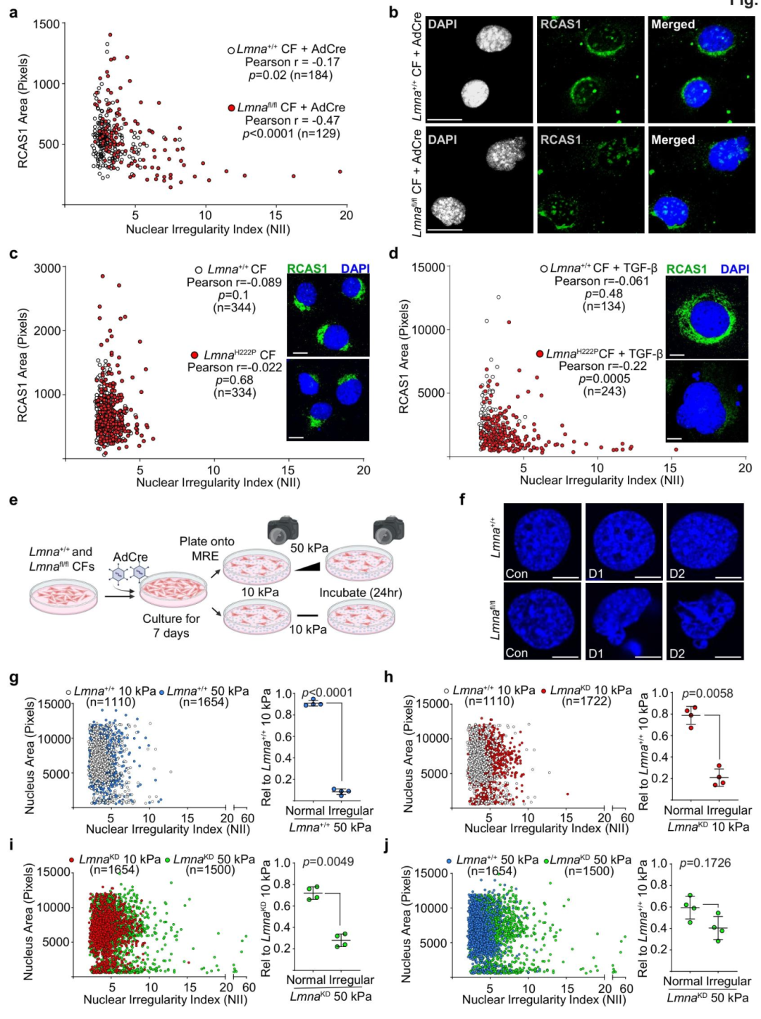 图 3 Lmna 突变导致心脏成纤维细胞的核周损伤