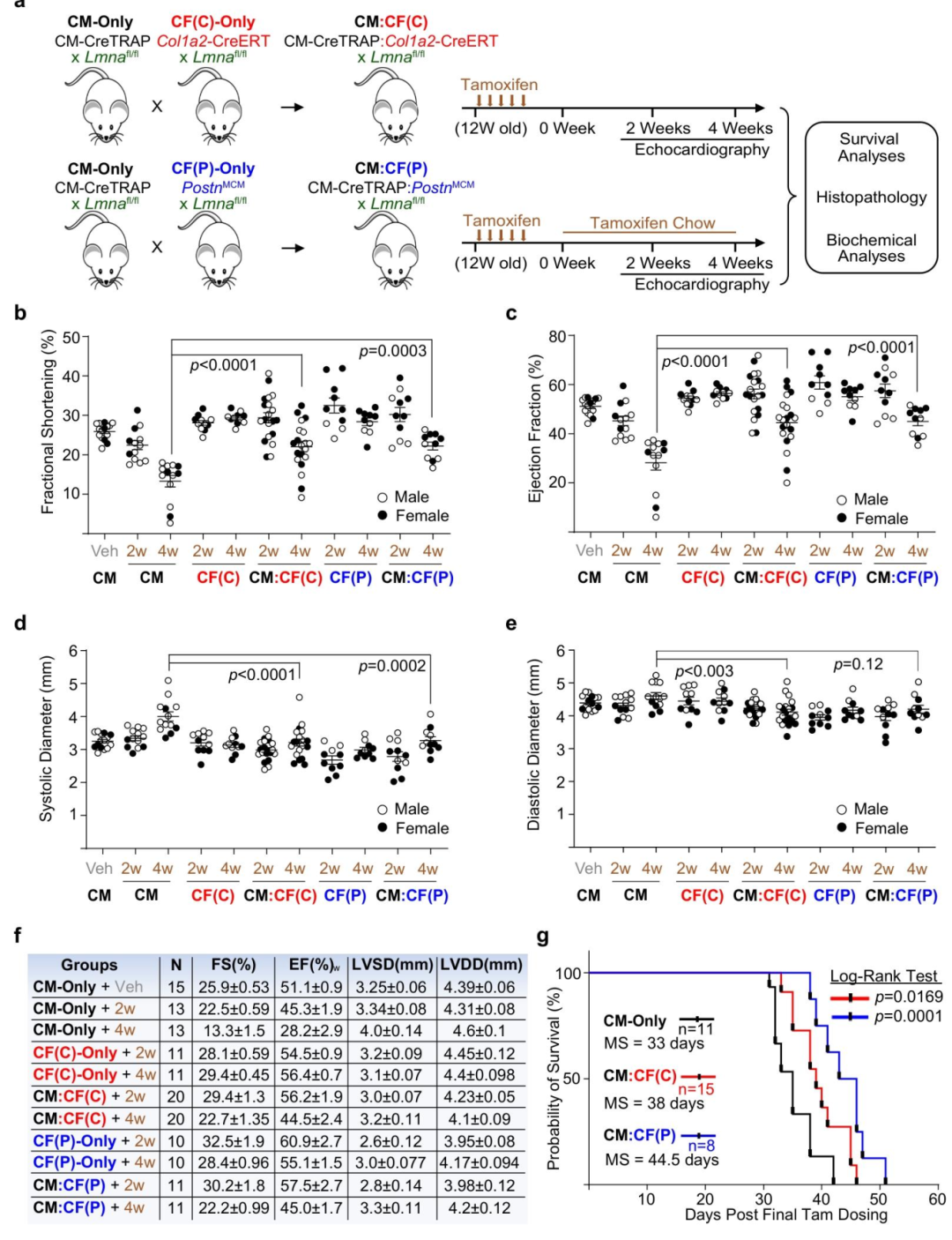 图 4 同时敲除心肌细胞和心脏成纤维细胞中的 Lmna 可延缓心肌病并提高存活率