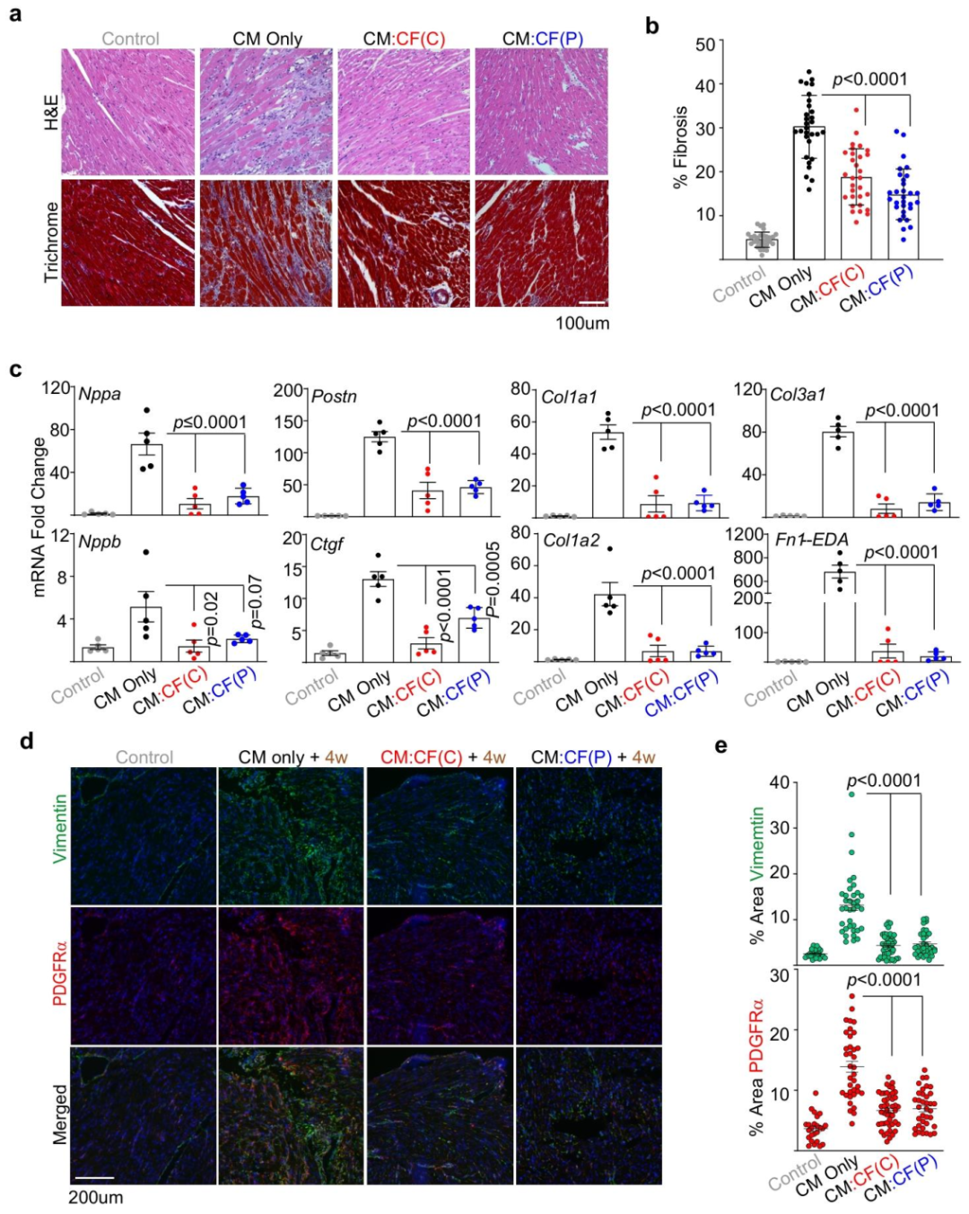 图 5 与仅敲除心肌细胞相比，同时敲除心肌细胞和心脏成纤维细胞中的 Lmna 可减轻纤维化